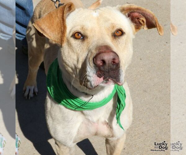 Medium Photo #14 Labrador Retriever-Retriever  Mix Puppy For Sale in Washington, DC, USA