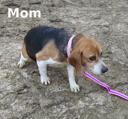 Mother of the Beagle puppies born on 09/18/2018