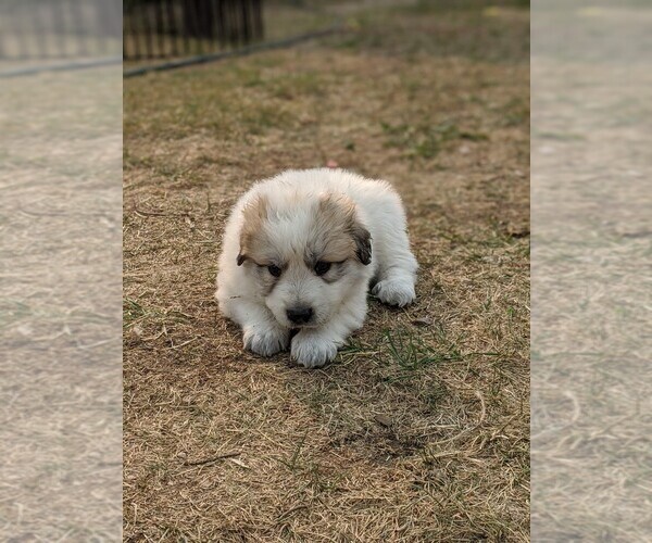 Medium Photo #114 Great Pyrenees Puppy For Sale in FALCON, CO, USA