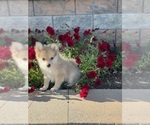 Small Photo #6 Pomeranian Puppy For Sale in CANOGA, NY, USA