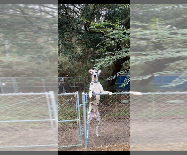 Medium Photo #1 Great Dane Puppy For Sale in SILSBEE, TX, USA