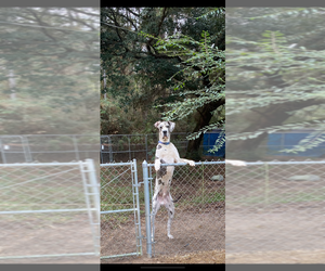 Father of the Great Dane puppies born on 10/04/2025