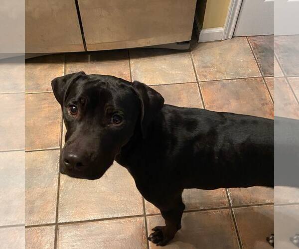 Medium Photo #6 Labrador Retriever-Unknown Mix Puppy For Sale in Oakhurst, NJ, USA