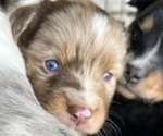 Puppy Jasper Australian Shepherd