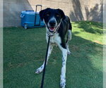 Small Border Collie Mix