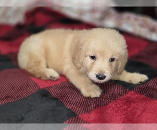 Medium Photo #5 Goldendoodle Puppy For Sale in DUBLIN, TX, USA