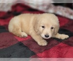 Small #4 Goldendoodle