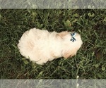Small #4 Cavapoo