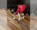 Small #2 Border Collie