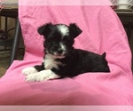 Small Photo #3 Chihuahua-Chorkie Mix Puppy For Sale in BATTLE CREEK, MI, USA