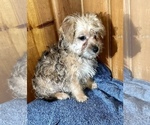 Small Photo #2 Morkie Puppy For Sale in SILVER LAKE, IN, USA