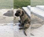 Small Photo #1 American Bulldog Puppy For Sale in LITTLE ELM, TX, USA