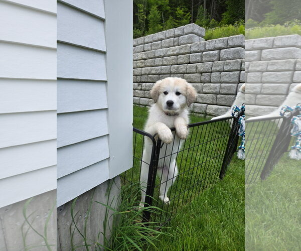 Medium Photo #3 Great Pyrenees Puppy For Sale in Croydon, NH, USA