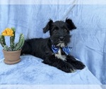 Small #3 Schnauzer (Miniature)