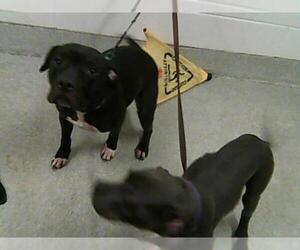 American Pit Bull Terrier Dogs for adoption in Fort Collins, CO, USA