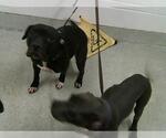 Small American Pit Bull Terrier