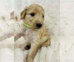 Puppy Puppy 2 Aussiedoodle-Goldendoodle Mix