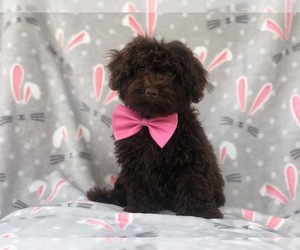 Poodle (Toy) Puppy for sale in LAKELAND, FL, USA