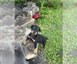 Small Photo #17 Doberman Pinscher Puppy For Sale in CAMPTON, KY, USA