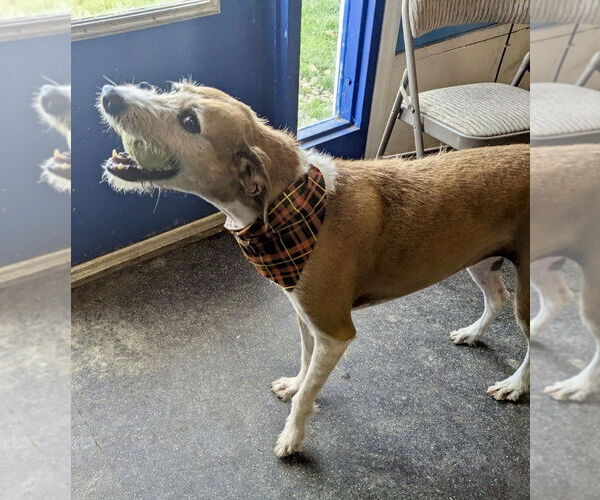 Medium Photo #3 Mutt Puppy For Sale in Pittsburgh, PA, USA