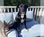 Small #7 Labrador Retriever Mix