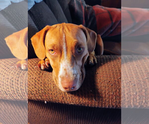 Medium Photo #1 American Pit Bull Terrier-Chihuahua Mix Puppy For Sale in Polson, MT, USA