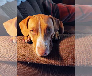 American Pit Bull Terrier-Chihuahua Mix Dogs for adoption in Polson, MT, USA