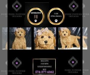 Goldendoodle (Miniature) Puppy for sale in WARSAW, IN, USA