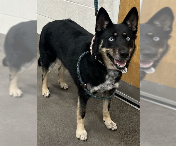 Medium Photo #1 Gerberian Shepsky Puppy For Sale in Forestville, MD, USA