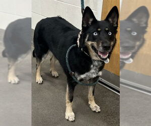 Gerberian Shepsky Dogs for adoption in Forestville, MD, USA