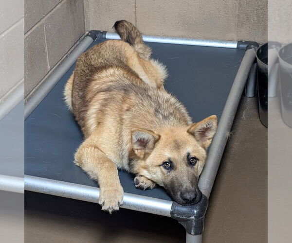 Medium Photo #5 German Shepherd Dog-Unknown Mix Puppy For Sale in Shermans Dale, PA, USA