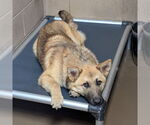 Small #4 German Shepherd Dog Mix