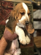 Basset Hound Puppy for sale in STRATFORD, CT, USA