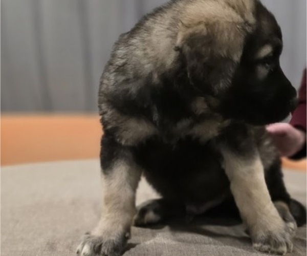 Medium Photo #4 Alaskan Malamute-Mastiff Mix Puppy For Sale in OMAHA, NE, USA