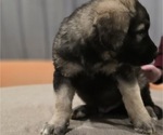 Small #3 Alaskan Malamute-Mastiff Mix