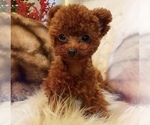 Small Photo #1 Poodle (Toy) Puppy For Sale in LONG ISLAND CITY, NY, USA