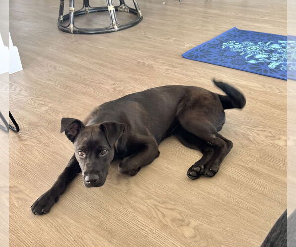 Medium Photo #5 Labrador Retriever-Unknown Mix Puppy For Sale in San Diego, CA, USA