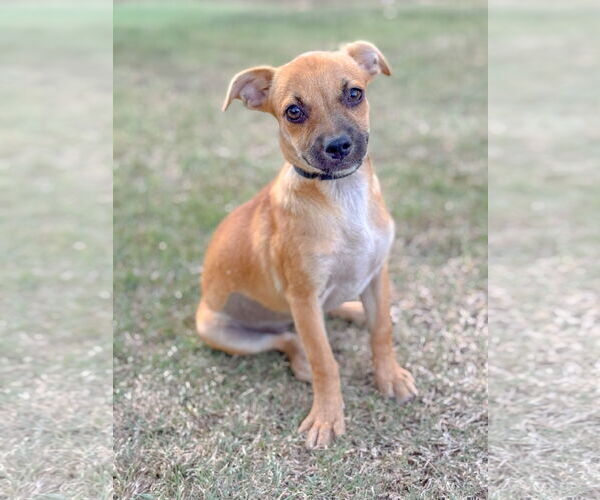 Medium Photo #1 Chug Puppy For Sale in PIPE CREEK, TX, USA