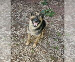 Small #1 German Shepherd Dog
