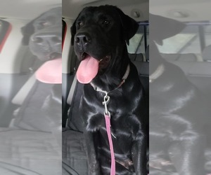 Father of the Labrador Retriever puppies born on 05/21/2025