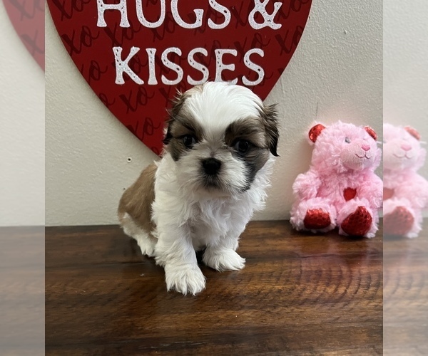 Medium Photo #24 Shih Tzu Puppy For Sale in DOWNEY, CA, USA