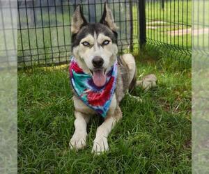 Huskies -Unknown Mix Dogs for adoption in San Antonio, TX, USA