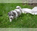 Small #1 Bichon-A-Ranian