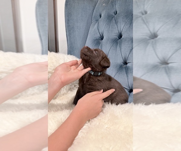 Medium Photo #8 Chesapeake Bay Retriever Puppy For Sale in GREELEY, CO, USA