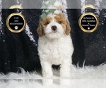 Puppy Mr Snooty AKC Poodle (Miniature)