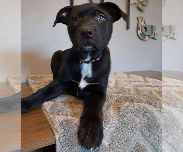 Medium Photo #1 Shepradors Puppy For Sale in Princeton, MN, USA