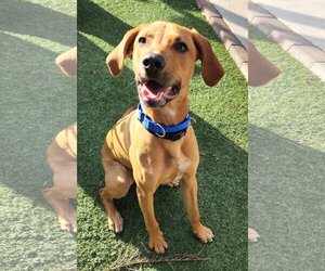 Rhodesian Ridgeback-Unknown Mix Dogs for adoption in Royal Palm Beach, FL, USA