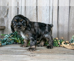Puppy Manny Cocker Spaniel