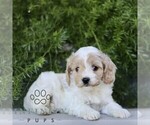 Small #3 Cavapoo
