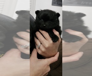 Pomeranian Puppy for sale in BELLEVUE, IA, USA